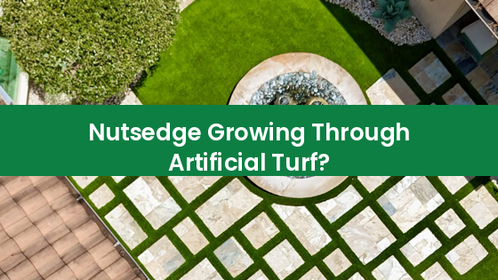 Nutsedge Growing Through Artificial Turf - artificial turf and paver backyard installed by EZ Turf The Woodlands